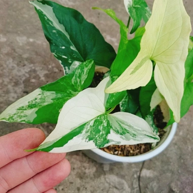 Cây Trầu Bà Đột Biến Var Trắng - Giá chỉ 55.000 VNĐ, giảm từ 71.500, dễ chăm sóc