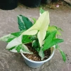 Cây Trầu Bà Đột Biến Var Trắng - Giá chỉ 55.000 VNĐ, giảm từ 71.500, dễ chăm sóc 5