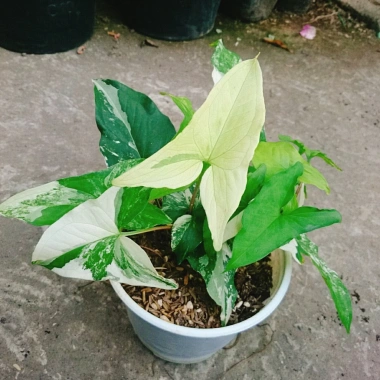 Cây Trầu Bà Đột Biến Var Trắng - Giá chỉ 55.000 VNĐ, giảm từ 71.500, dễ chăm sóc 5 Cây Trầu Bà Đột Biến Var Trắng - Giá chỉ 55.000 VNĐ, giảm từ 71.500, dễ chăm sóc 5