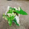 Cây Trầu Bà Đột Biến Var Trắng - Giá chỉ 55.000 VNĐ, giảm từ 71.500, dễ chăm sóc 6