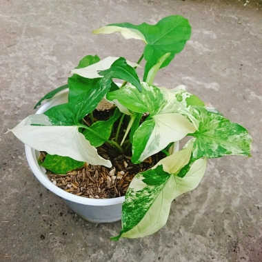 Cây Trầu Bà Đột Biến Var Trắng - Giá chỉ 55.000 VNĐ, giảm từ 71.500, dễ chăm sóc 7 Cây Trầu Bà Đột Biến Var Trắng - Giá chỉ 55.000 VNĐ, giảm từ 71.500, dễ chăm sóc 7