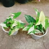 Cây Trầu Bà Đột Biến Var Trắng - Giá chỉ 55.000 VNĐ, giảm từ 71.500, dễ chăm sóc 9
