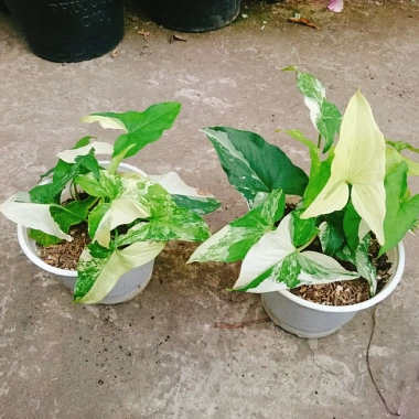 Cây Trầu Bà Đột Biến Var Trắng - Giá chỉ 55.000 VNĐ, giảm từ 71.500, dễ chăm sóc