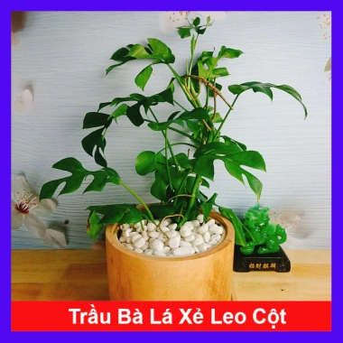 Cây Trầu Bà Lá Xẻ Leo Cột - Monstera Mini - Cây Cảnh Trong Nhà Giá Chỉ 55.000đ