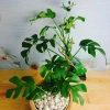 Cây Trầu Bà Lá Xẻ Leo Cột - Monstera Mini - Cây Cảnh Trong Nhà Giá Chỉ 55.000đ 2