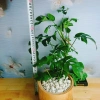 Cây Trầu Bà Lá Xẻ Leo Cột - Monstera Mini - Cây Cảnh Trong Nhà Giá Chỉ 55.000đ 3