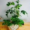 Cây Trầu Bà Lá Xẻ Leo Cột - Monstera Mini - Cây Cảnh Trong Nhà Giá Chỉ 55.000đ 4