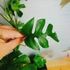 Cây Trầu Bà Lá Xẻ Leo Cột - Monstera Mini - Cây Cảnh Trong Nhà Giá Chỉ 55.000đ 5