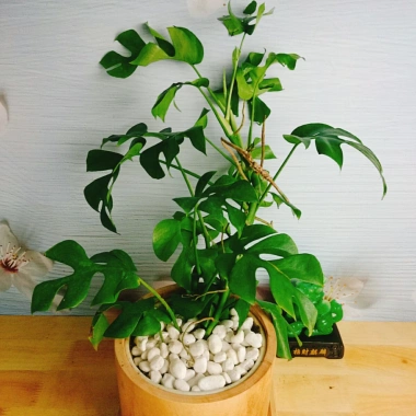 Cây Trầu Bà Lá Xẻ Leo Cột - Monstera Mini - Cây Cảnh Trong Nhà Giá Chỉ 55.000đ