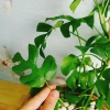 Cây Trầu Bà Lá Xẻ Leo Cột - Monstera Mini - Cây Cảnh Trong Nhà Giá Chỉ 55.000đ 7