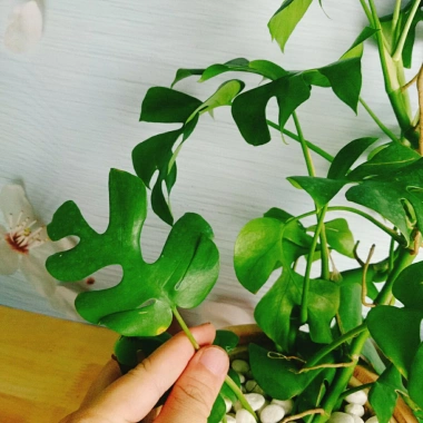 Cây Trầu Bà Lá Xẻ Leo Cột - Monstera Mini - Cây Cảnh Trong Nhà Giá Chỉ 55.000đ