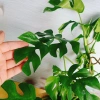 Cây Trầu Bà Lá Xẻ Leo Cột - Monstera Mini - Cây Cảnh Trong Nhà Giá Chỉ 55.000đ 8
