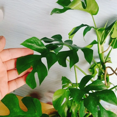 Cây Trầu Bà Lá Xẻ Leo Cột - Monstera Mini - Cây Cảnh Trong Nhà Giá Chỉ 55.000đ