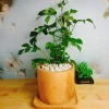 Cây Trầu Bà Lá Xẻ Leo Cột - Monstera Mini - Cây Cảnh Trong Nhà Giá Chỉ 55.000đ 9