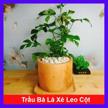 Cây Trầu Bà Lá Xẻ Leo Cột - Monstera Mini - Cây Cảnh Trong Nhà Giá Chỉ 55.000đ 10 Cây Trầu Bà Lá Xẻ Leo Cột - Monstera Mini - Cây Cảnh Trong Nhà Giá Chỉ 55.000đ 10