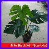 Cây Trầu Bà Lá Xẻ Lớn 60-80cm - Cây cảnh trong nhà, lọc không khí, giá 65.000đ