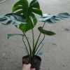 Cây Trầu Bà Lá Xẻ Lớn 60-80cm - Cây cảnh trong nhà, lọc không khí, giá 65.000đ 2