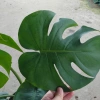 Cây Trầu Bà Lá Xẻ Lớn 60-80cm - Cây cảnh trong nhà, lọc không khí, giá 65.000đ 3