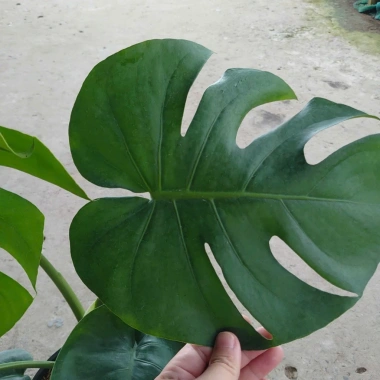 Cây Trầu Bà Lá Xẻ Lớn 60-80cm - Cây cảnh trong nhà, lọc không khí, giá 65.000đ 3