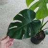 Cây Trầu Bà Lá Xẻ Lớn 60-80cm - Cây cảnh trong nhà, lọc không khí, giá 65.000đ 6