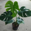 Cây Trầu Bà Lá Xẻ Lớn 60-80cm - Cây cảnh trong nhà, lọc không khí, giá 65.000đ 7