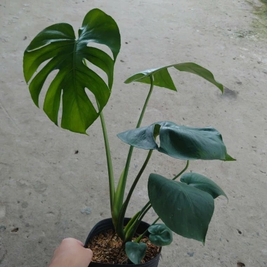 Cây Trầu Bà Lá Xẻ Lớn 60-80cm - Cây cảnh trong nhà, lọc không khí, giá 65.000đ 8