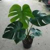 Cây Trầu Bà Lá Xẻ Lớn 60-80cm - Cây cảnh trong nhà, lọc không khí, giá 65.000đ 9