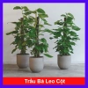 Cây Trầu Bà Leo Cột - Cây cảnh trong nhà, giá ưu đãi 180.000đ, không cần ánh sáng