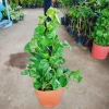 Cây Trầu Bà Leo Cột - Cây cảnh trong nhà, giá ưu đãi 180.000đ, không cần ánh sáng 2