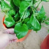 Cây Trầu Bà Leo Cột - Cây cảnh trong nhà, giá ưu đãi 180.000đ, không cần ánh sáng 3
