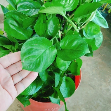 Cây Trầu Bà Leo Cột - Cây cảnh trong nhà, giá ưu đãi 180.000đ, không cần ánh sáng 4