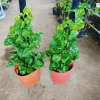 Cây Trầu Bà Leo Cột - Cây cảnh trong nhà, giá ưu đãi 180.000đ, không cần ánh sáng 5