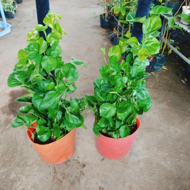 Cây Trầu Bà Leo Cột - Cây cảnh trong nhà, giá ưu đãi 180.000đ, không cần ánh sáng 5