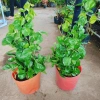 Cây Trầu Bà Leo Cột - Cây cảnh trong nhà, giá ưu đãi 180.000đ, không cần ánh sáng 6