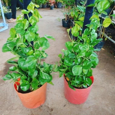 Cây Trầu Bà Leo Cột - Cây cảnh trong nhà, giá ưu đãi 180.000đ, không cần ánh sáng 6