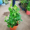 Cây Trầu Bà Leo Cột - Cây cảnh trong nhà, giá ưu đãi 180.000đ, không cần ánh sáng 7