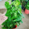 Cây Trầu Bà Leo Cột - Cây cảnh trong nhà, giá ưu đãi 180.000đ, không cần ánh sáng 8