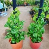 Cây Trầu Bà Leo Cột - Cây cảnh trong nhà, giá ưu đãi 180.000đ, không cần ánh sáng 9