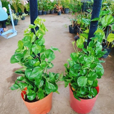 Cây Trầu Bà Leo Cột - Cây cảnh trong nhà, giá ưu đãi 180.000đ, không cần ánh sáng 9