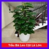 Cây Trầu Bà leo cột lá to đẹp - Cây cảnh nội thất, không gian xanh, chỉ 480.000₫