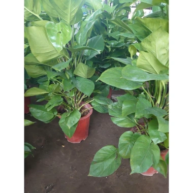 Cây Trầu Bà leo cột lá to đẹp - Cây cảnh nội thất, không gian xanh, chỉ 480.000₫ 3