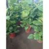 Cây Trầu Bà leo cột lá to đẹp - Cây cảnh nội thất, không gian xanh, chỉ 480.000₫ 4