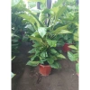 Cây Trầu Bà leo cột lá to đẹp - Cây cảnh nội thất, không gian xanh, chỉ 480.000₫ 5