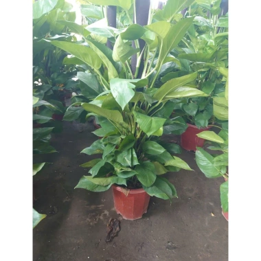 Cây Trầu Bà leo cột lá to đẹp - Cây cảnh nội thất, không gian xanh, chỉ 480.000₫ 5