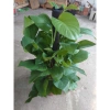 Cây Trầu Bà leo cột lá to đẹp - Cây cảnh nội thất, không gian xanh, chỉ 480.000₫ 6