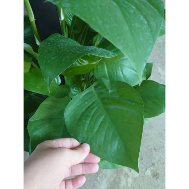 Cây Trầu Bà leo cột lá to đẹp - Cây cảnh nội thất, không gian xanh, chỉ 480.000₫ 7