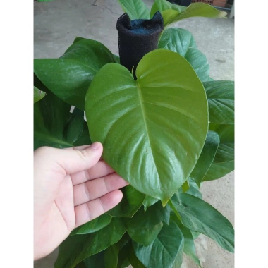 Cây Trầu Bà leo cột lá to đẹp - Cây cảnh nội thất, không gian xanh, chỉ 480.000₫ 8