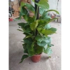 Cây Trầu Bà leo cột lá to đẹp - Cây cảnh nội thất, không gian xanh, chỉ 480.000₫ 9