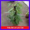 Cây Trầu Bà Lỗ Leo (Monstera Adansonii) - Trang trí cửa sổ, lọc không khí, giảm giá 180.000₫
