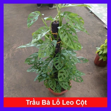 Cây Trầu Bà Lỗ Leo (Monstera Adansonii) - Trang trí cửa sổ, lọc không khí, giảm giá 180.000₫